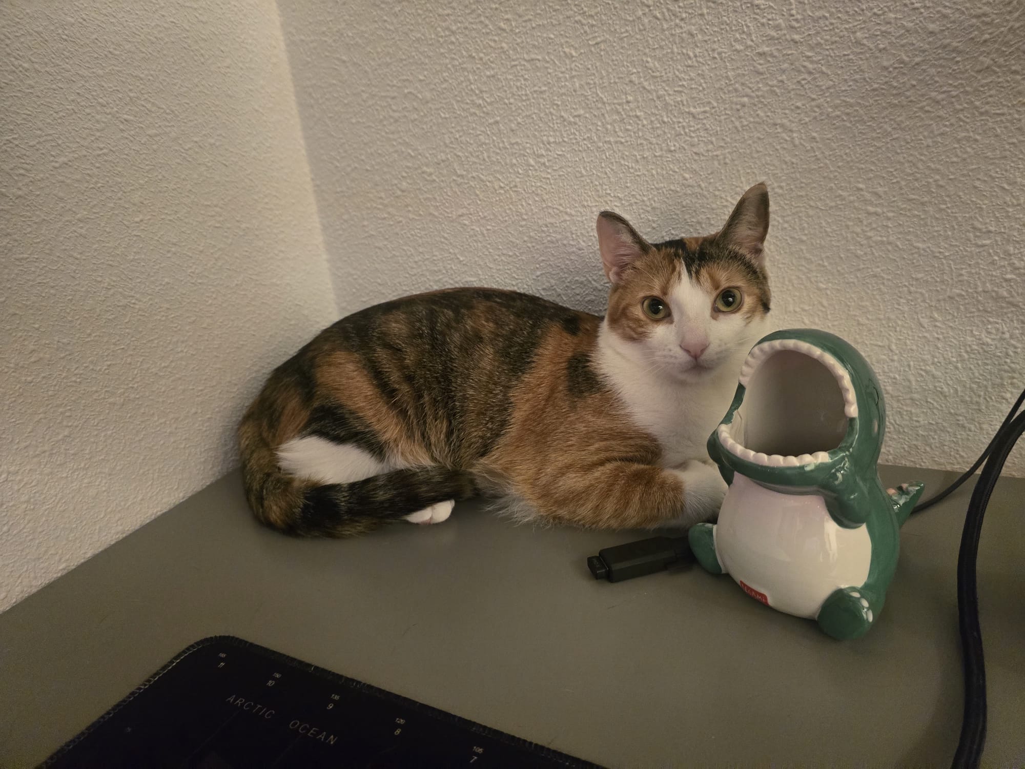 Kira atenta